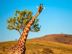 Żyrafa – opis gatunku, występowanie, zachowanie